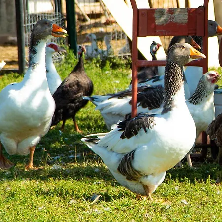Daire Negra Vendeghaz Balatonfőkajár